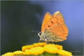 <p>OHNIVÁČEK CELÍKOVÝ (Lycaena virgaureae) ---- /Scarce copper - Dukatenfalter/</p>